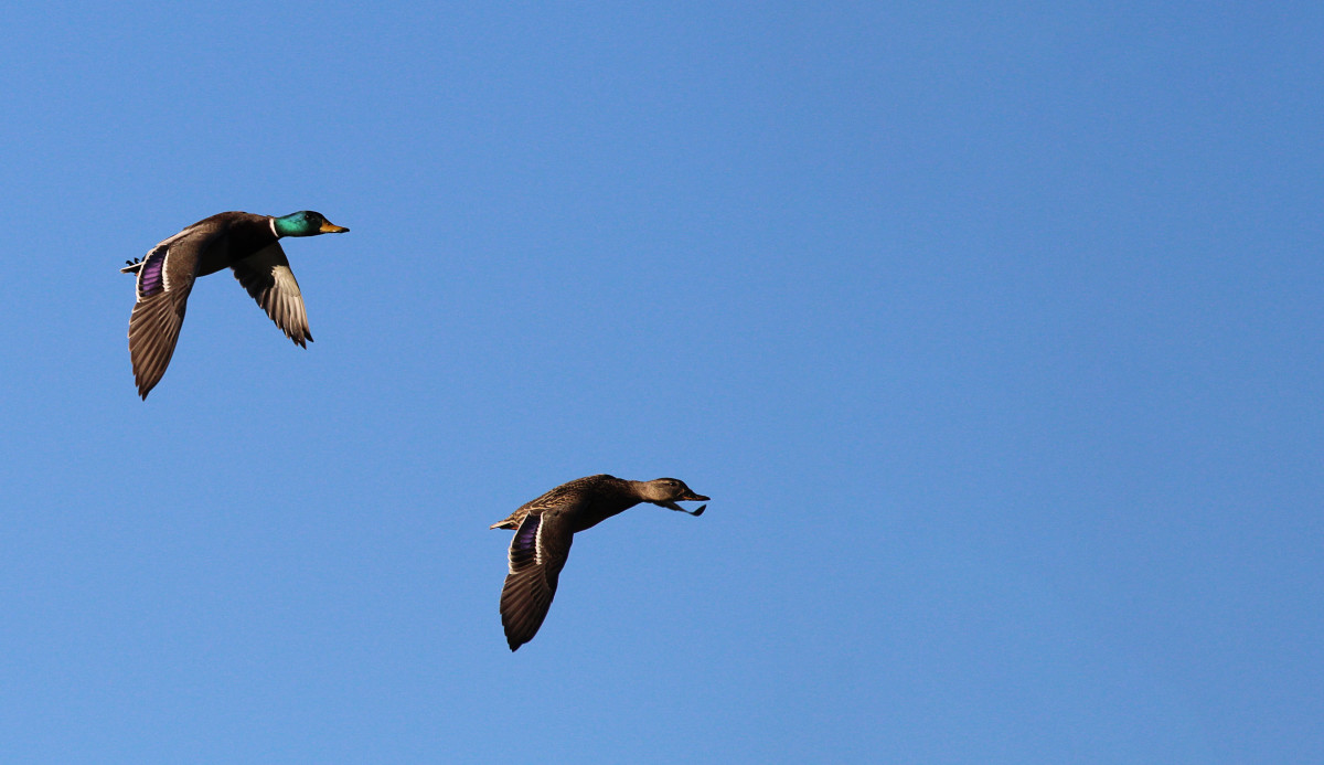 Mallard Ducks in flight
