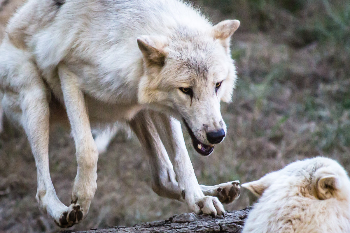 Tips on Surviving a Wolf Attack