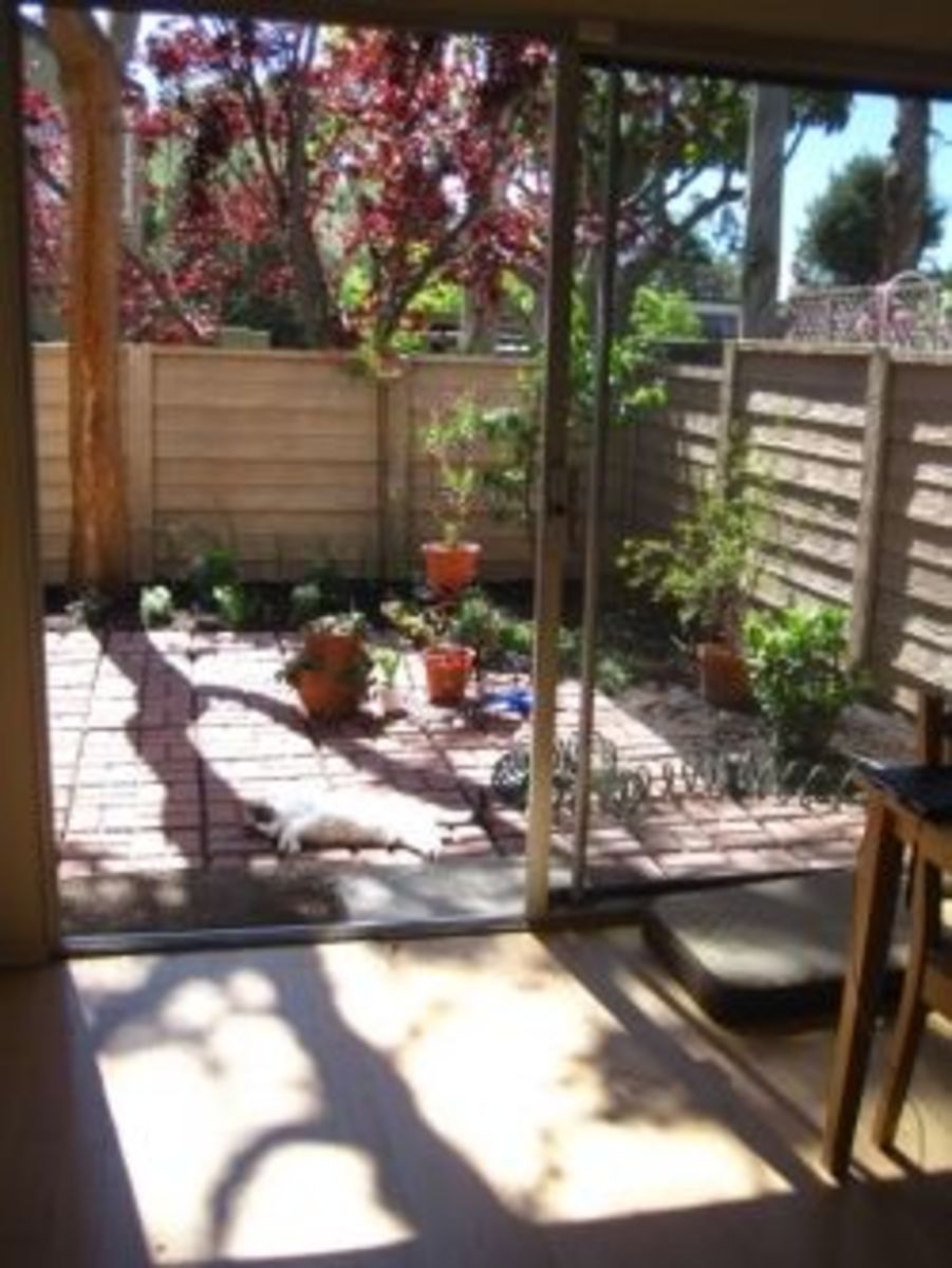 My Patio Garden Diary 2012