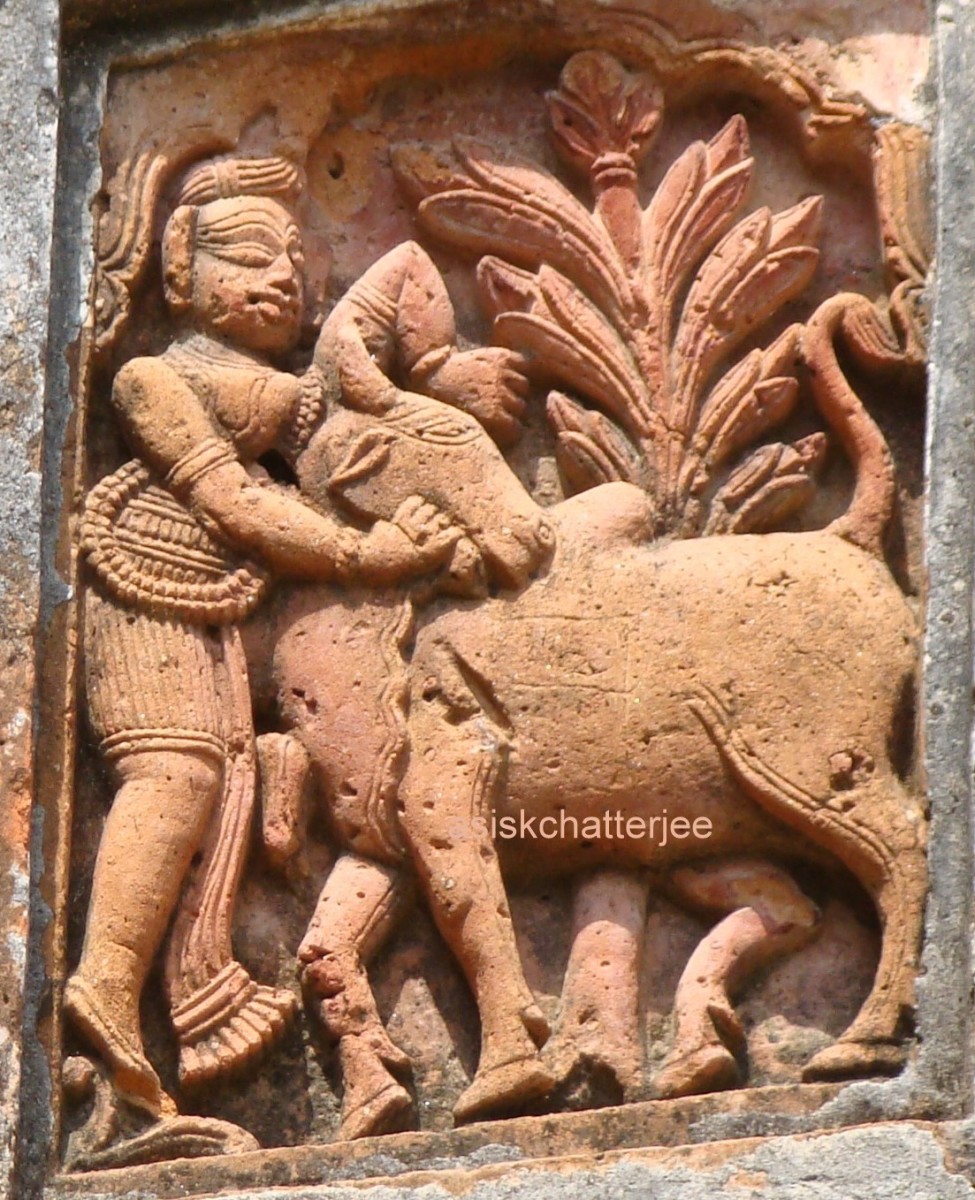 Krishna killing Aristasura, the Bull Demon; terracotta; Charbangla temple, Baronagar, Murshidabad. Please note the hump and the dewlap of the bull.