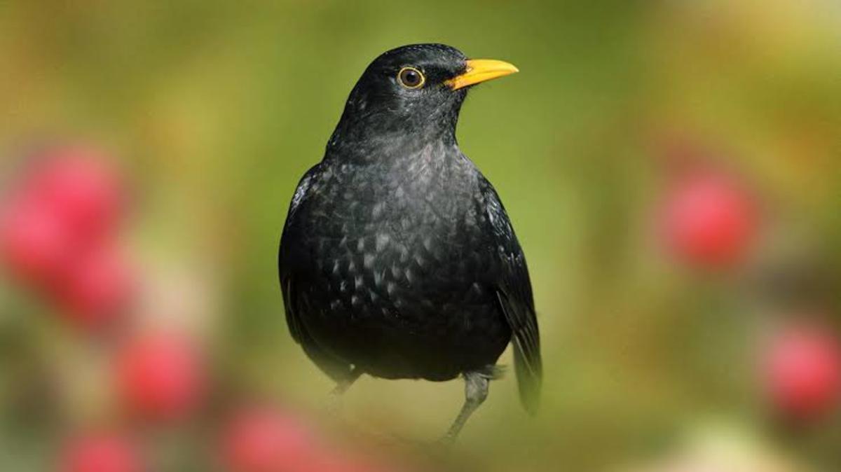Animals and Birds that Like Hot Weather - HubPages