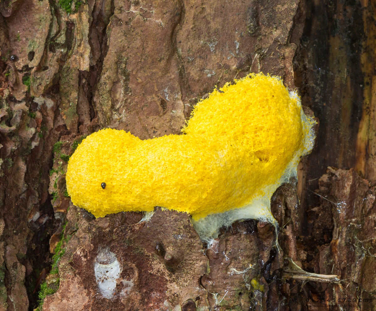 cellular slime mold slug