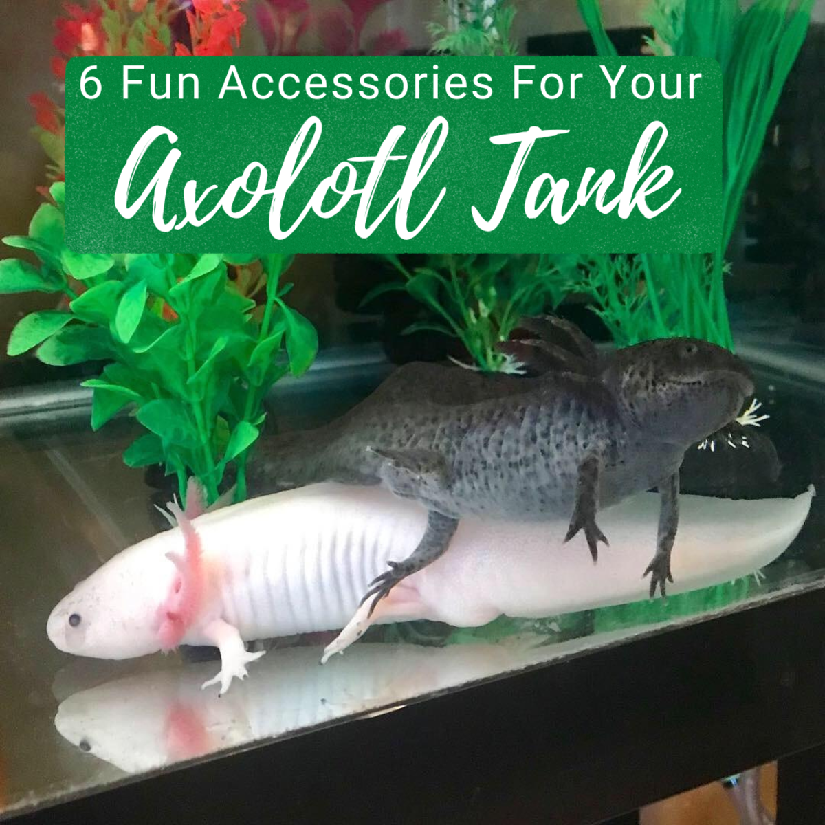 There are plenty of things you can do to add enrichment to your axolotl tank.