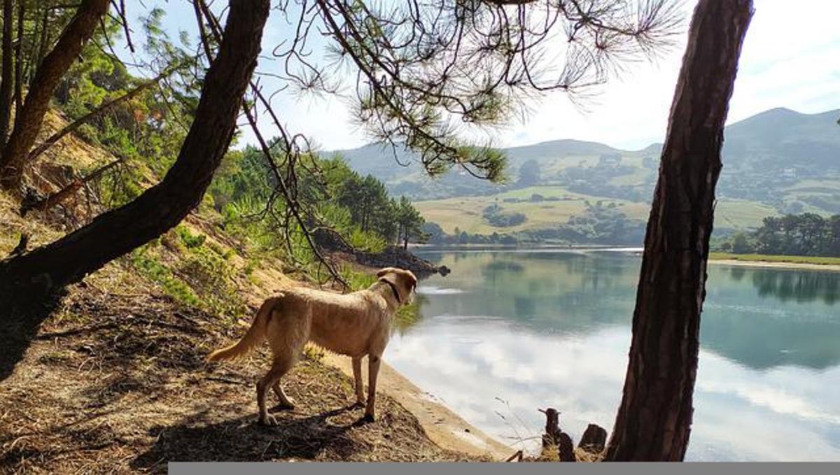 Dog near lake