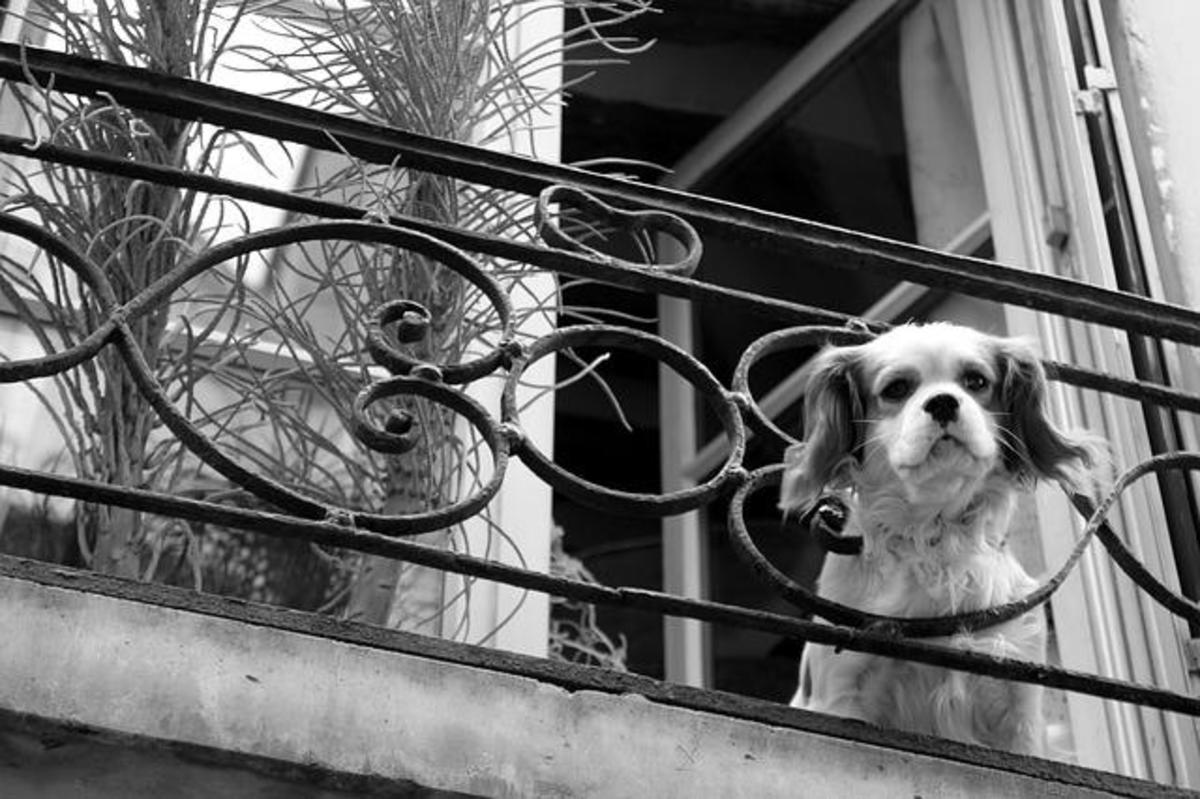 Dog looking out from railing