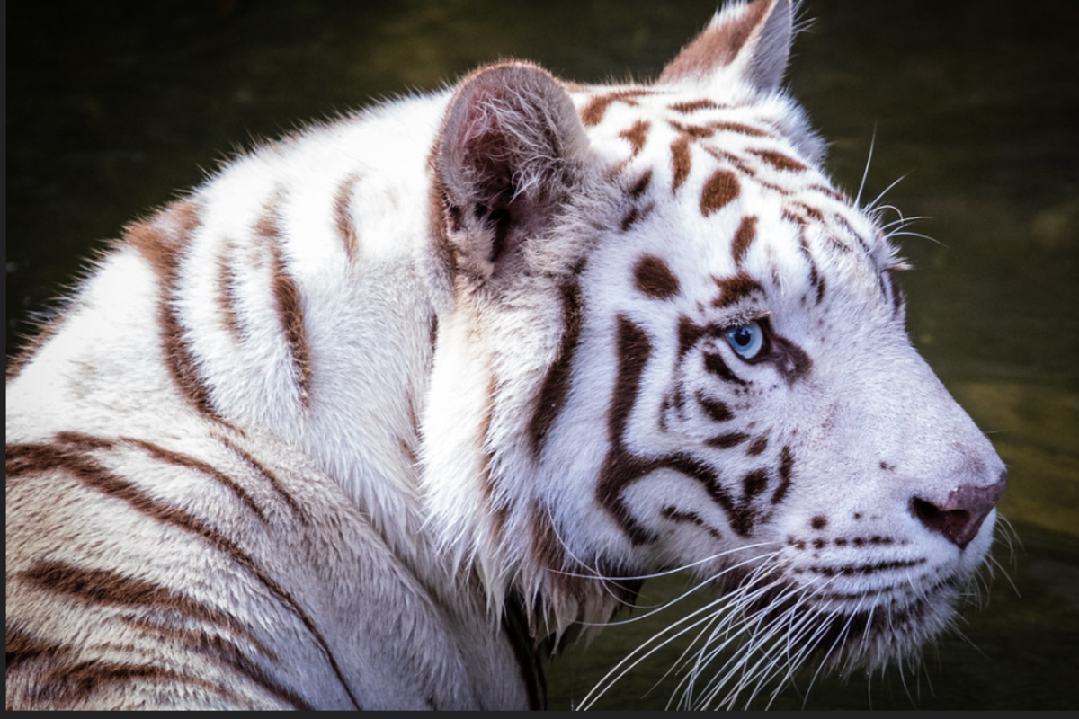 White Tiger Breeding is Not Conservation