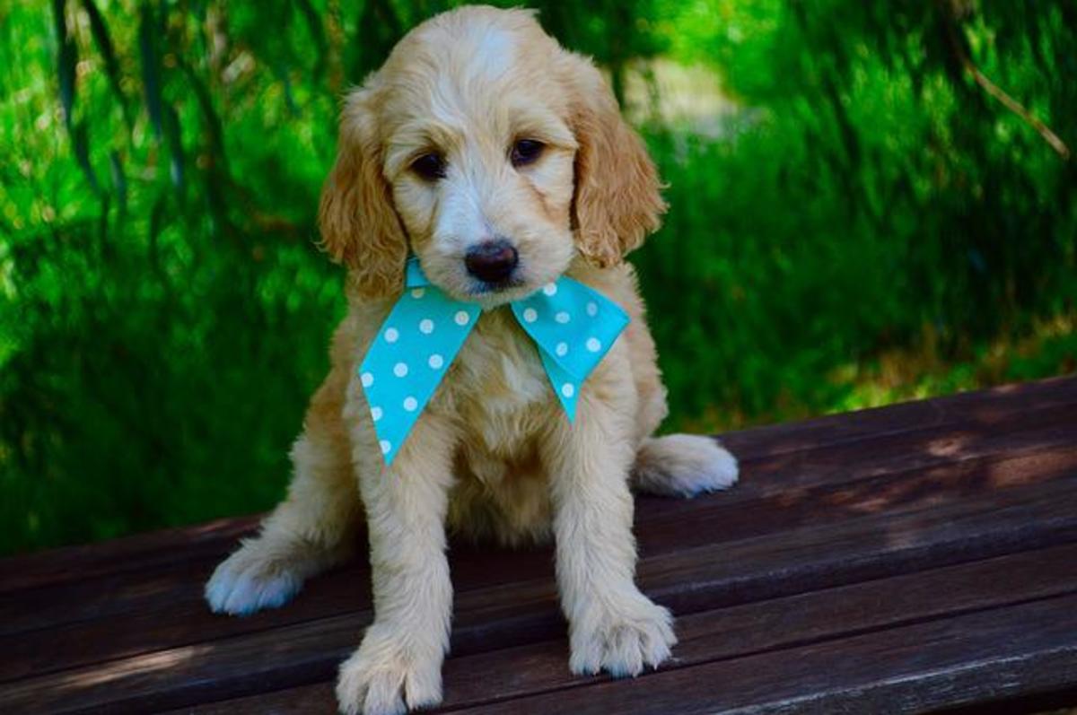 https://images.saymedia-content.com/.image/t_share/MTg5MzcwMzcwNDg5MzI5NjMy/190-goldendoodle-dog-names-with-meanings.jpg