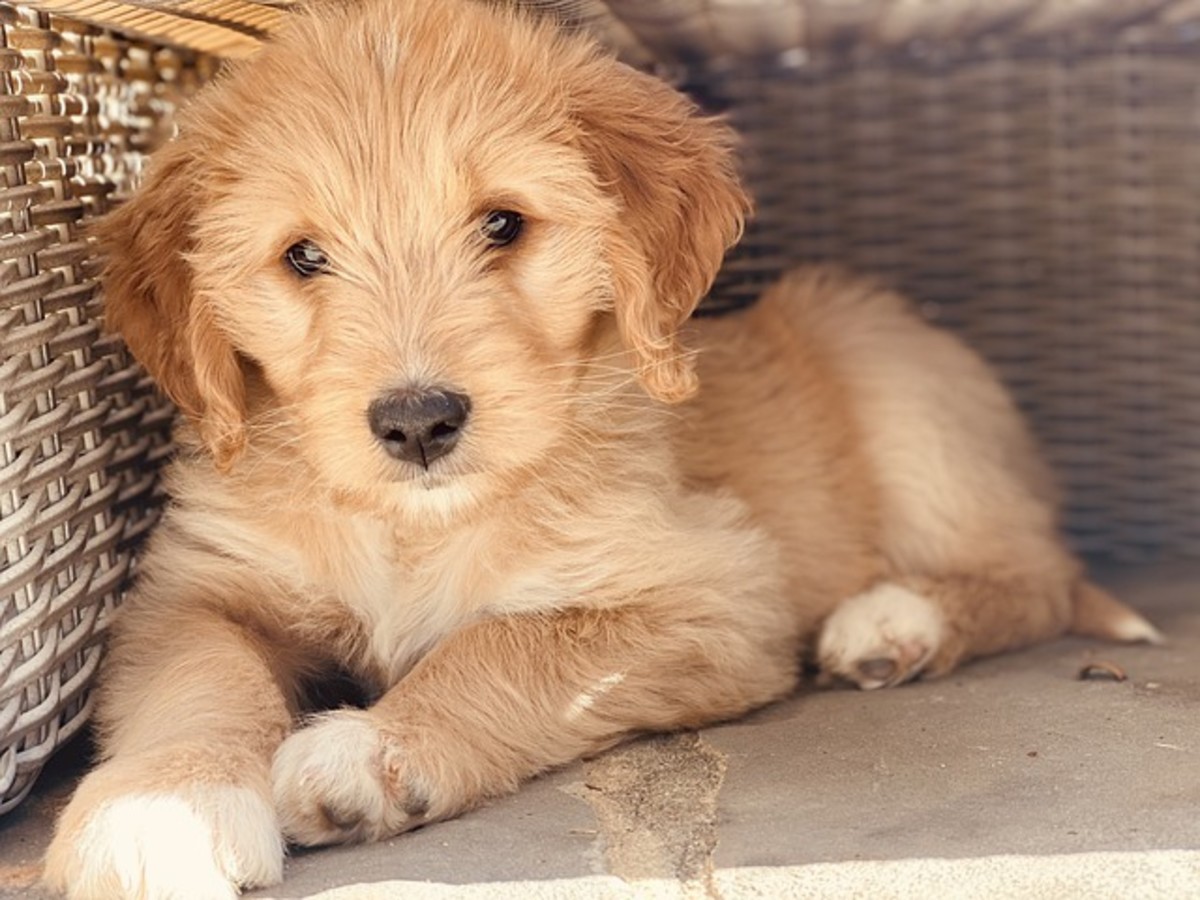 Goldendoodle Male Dog Names: Kickstart Your Naming Journey