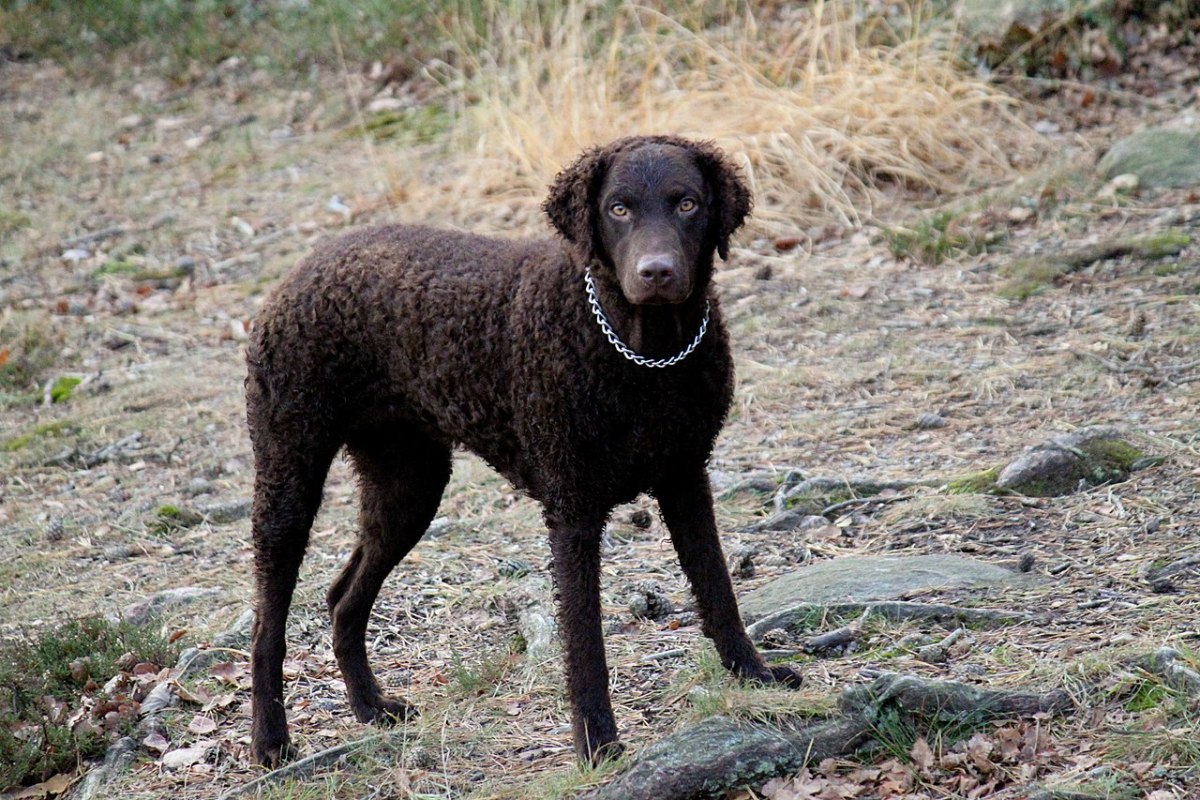 Beautiful Curly-Coated Retriever poses for the camera.