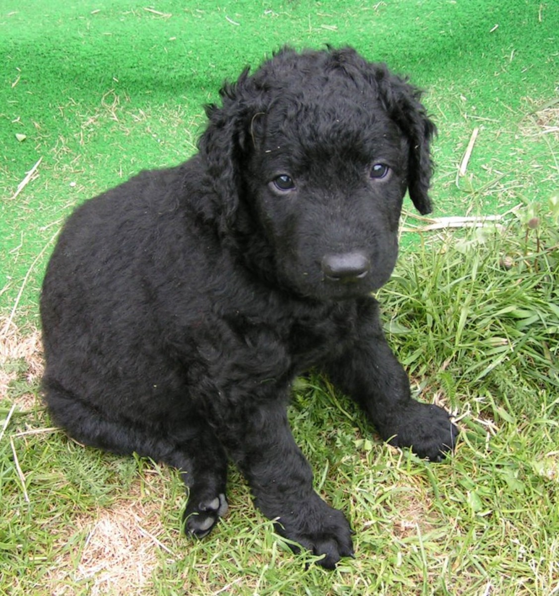An adorable Curly-Coated Retriever puppy.