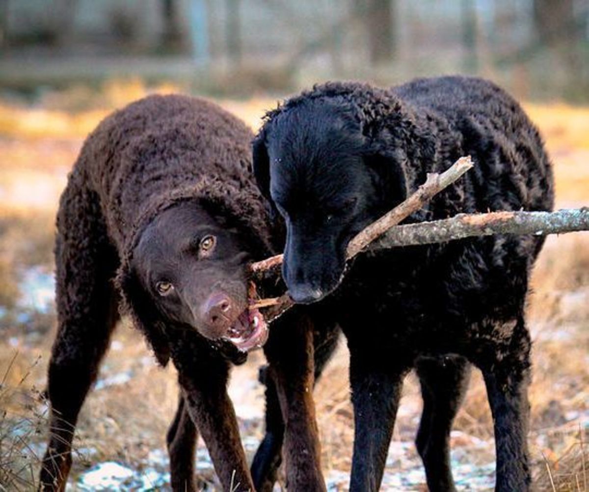 Pair of Curly-Coated Retrievers playing with a stick.