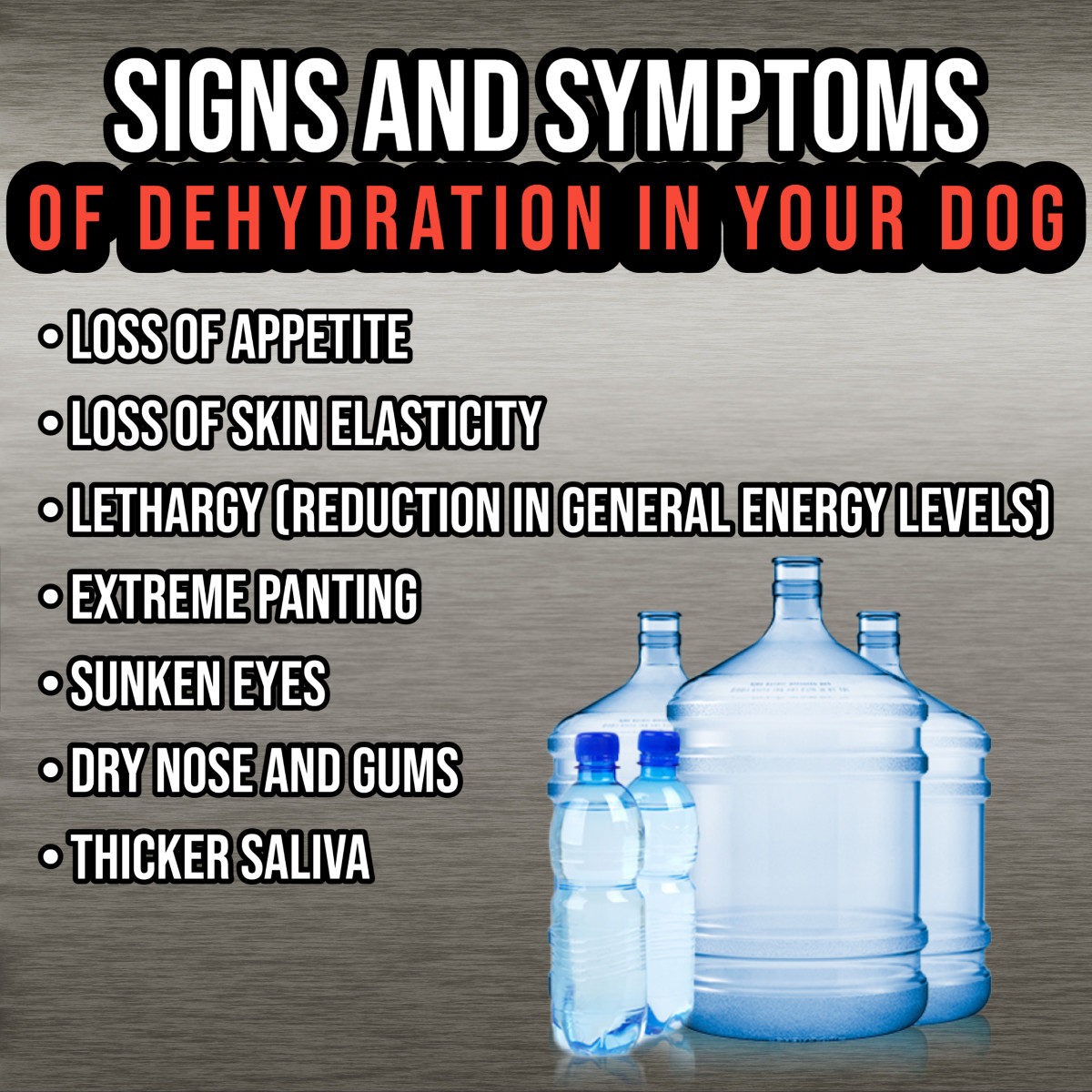 Signs and symptoms of dehydration in the Curly-Coated Retriever.