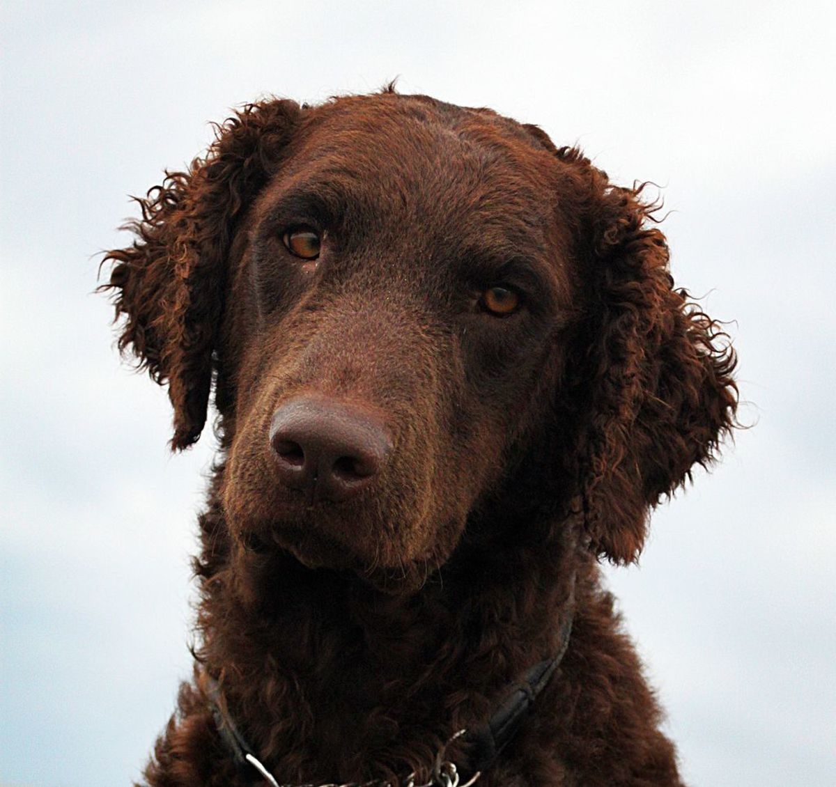 Liver-colored Curly-Coated Retriever.