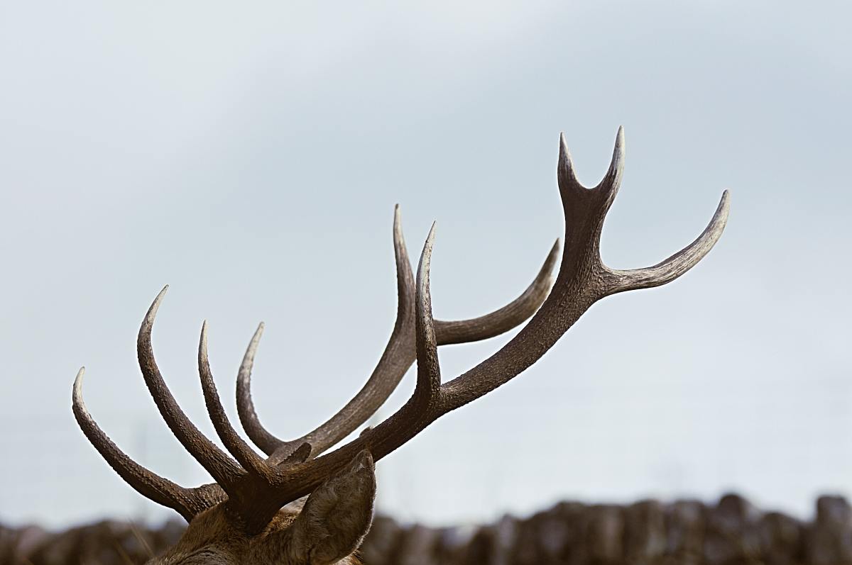 If a buck's demands for certain minerals are met on a daily basis, antler production can be significantly increased.