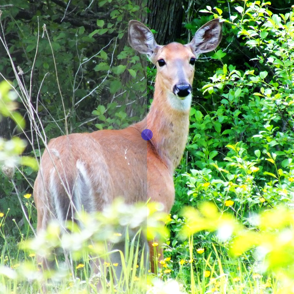 My best deer photo, before and after I improved the contrast and saturation.