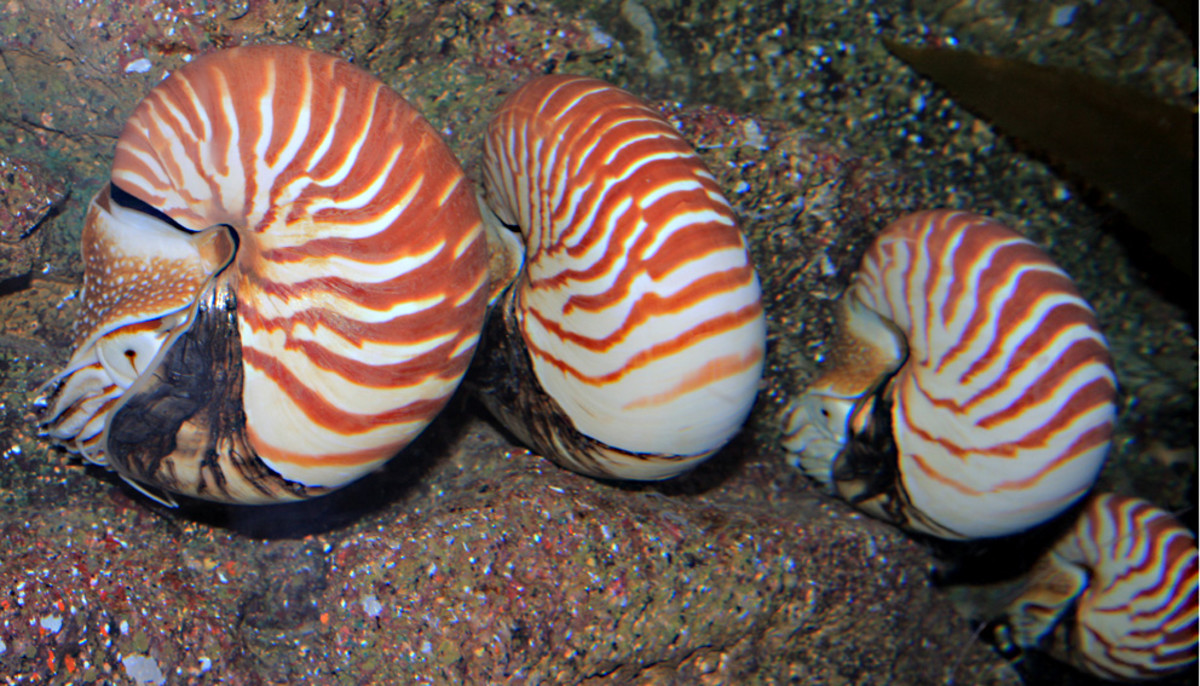 The remarkable pearly nautilus - a 'living fossil' - can be seen at Ocean World