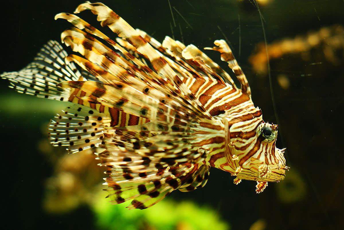 Invasive Lionfish: A Solution is to Eat Them!