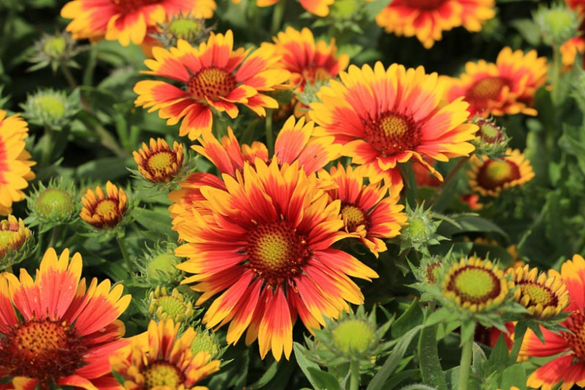 5 EasytoGrow Flowering Perennials for Your Garden Dengarden