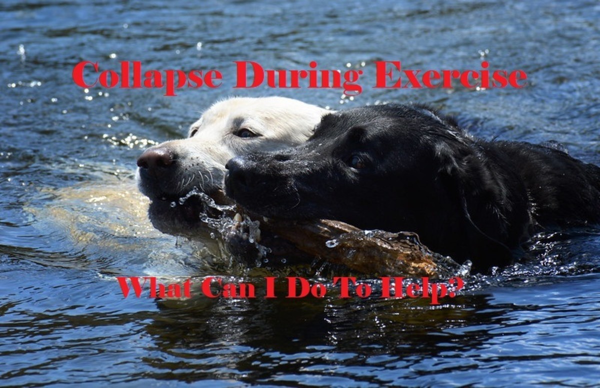 Exercise Induced Collapse can cause your dog to become weak even if he or she seems healthy.