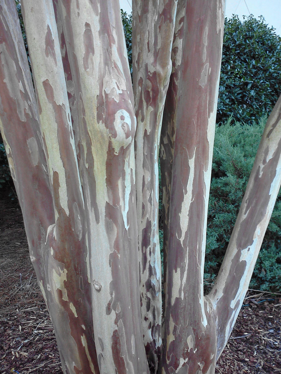 The beautiful cinnamon-colored bark of the Natchez Crepe Myrtle