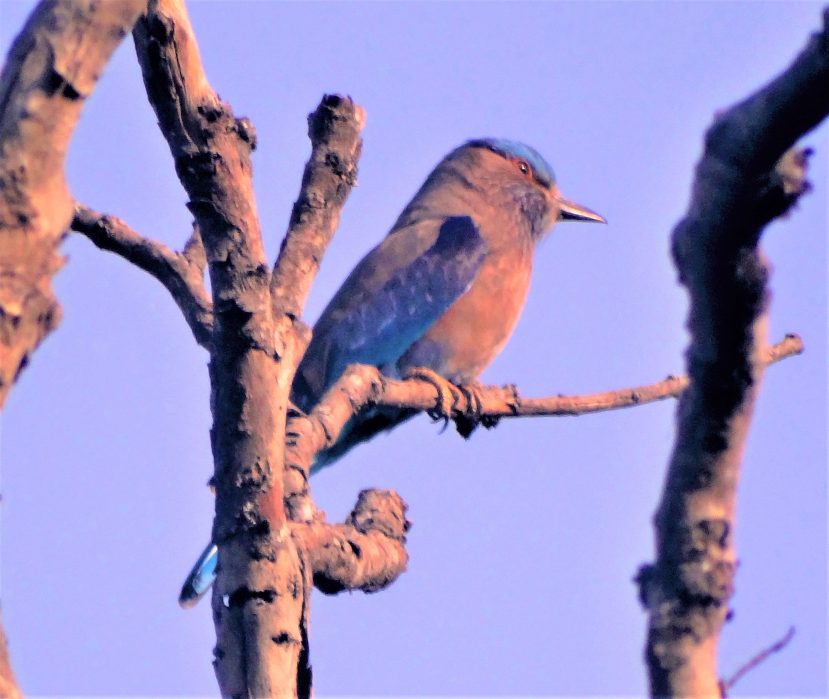 Bird hunted for ritualistic use : Indian Roller