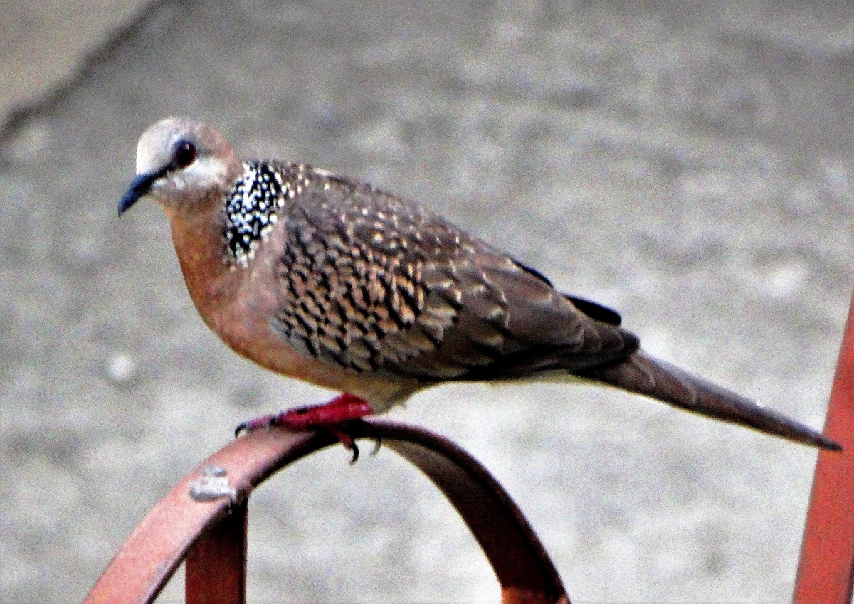 Bird hunted for meat 1 : Spotted Dove