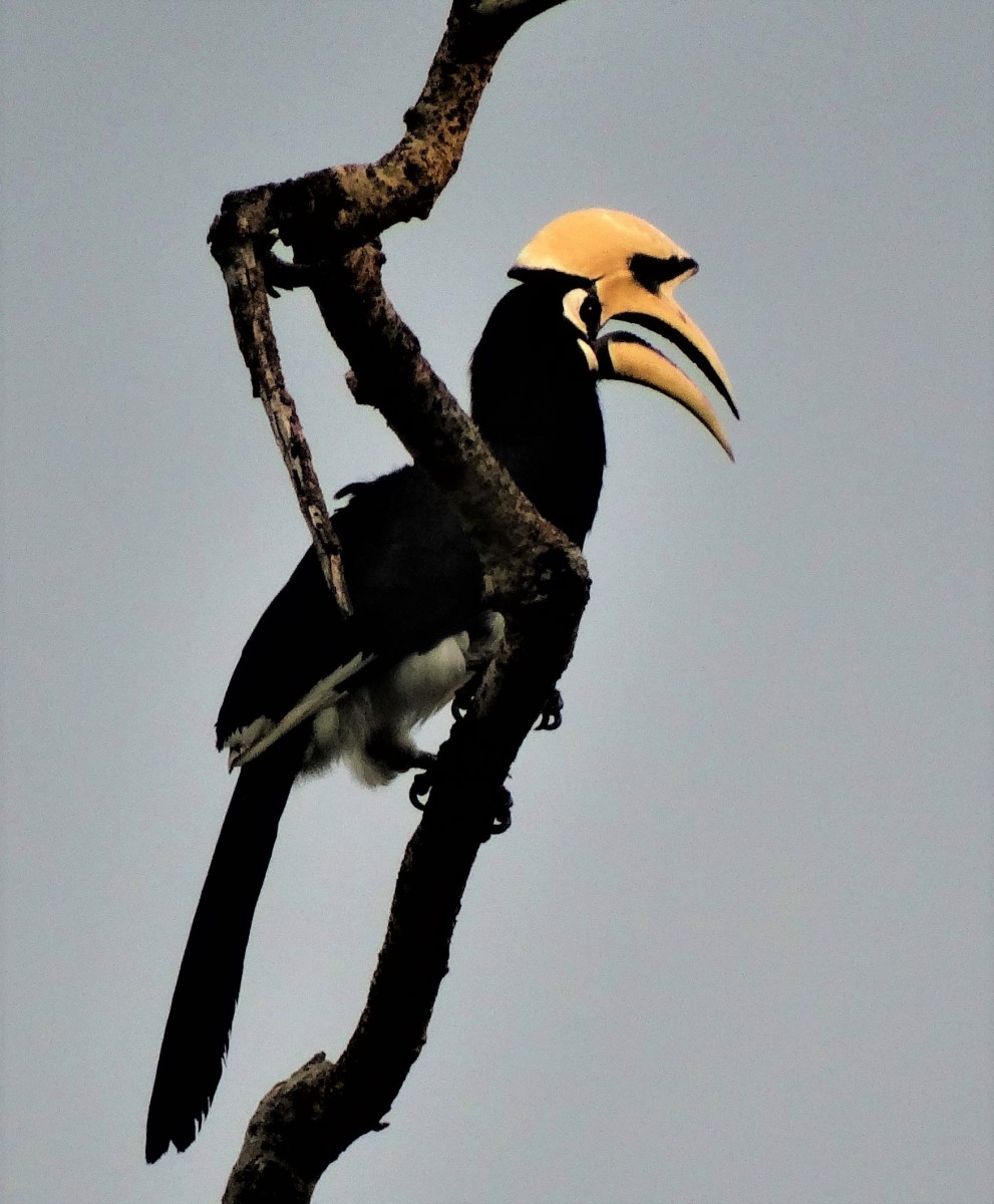 Bird hunted for beak and meat : Pied Hornbill 