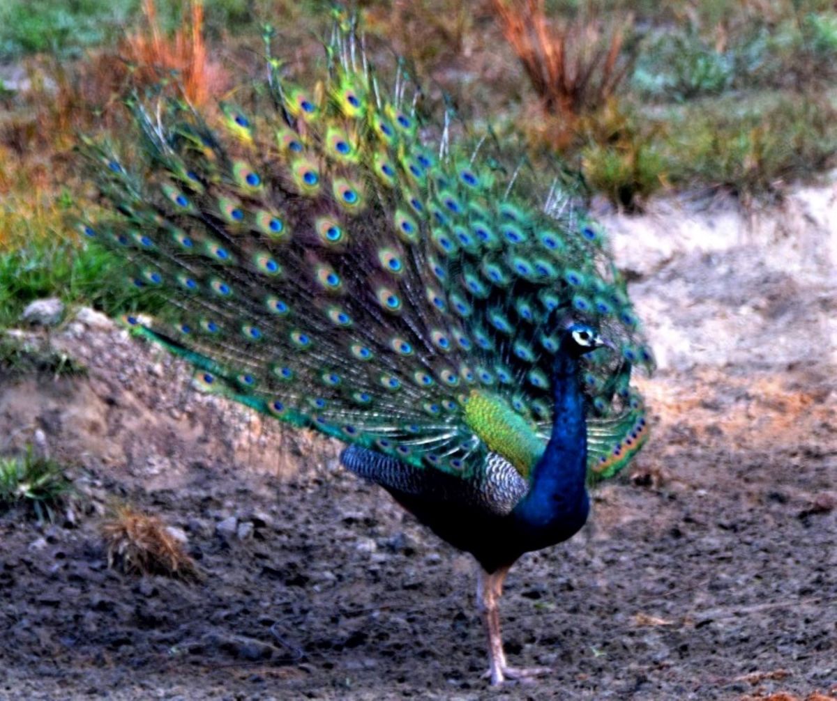 Bird hunted for feather and meat : Peacock