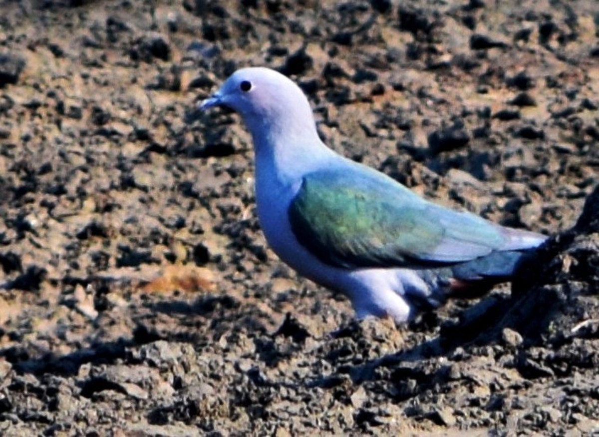 Bird hunted for meat 4 : Green Imperial Pigeon