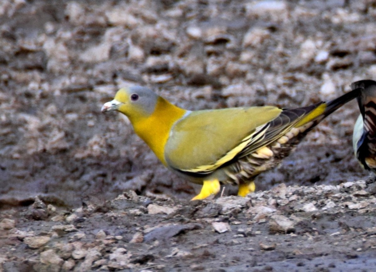 Bird hunted for meat 5 : Yellow footed Green pigeon