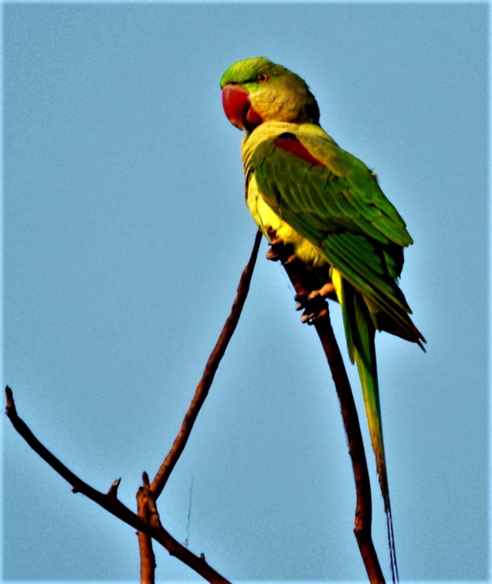 Bird hunted for sale as pets 1 :Alexandrine parakeet