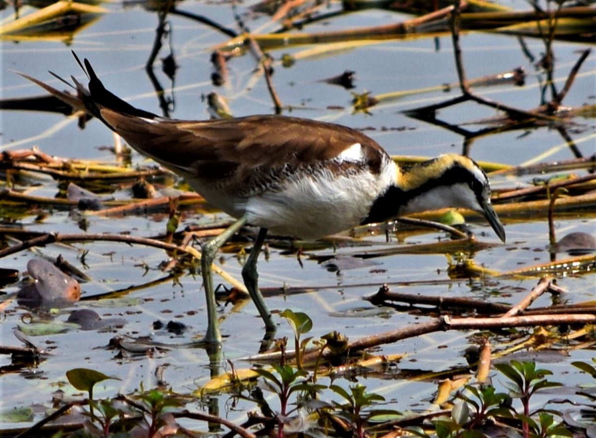 Bird hunted for meat 6 : Pheasant tailed Jacana