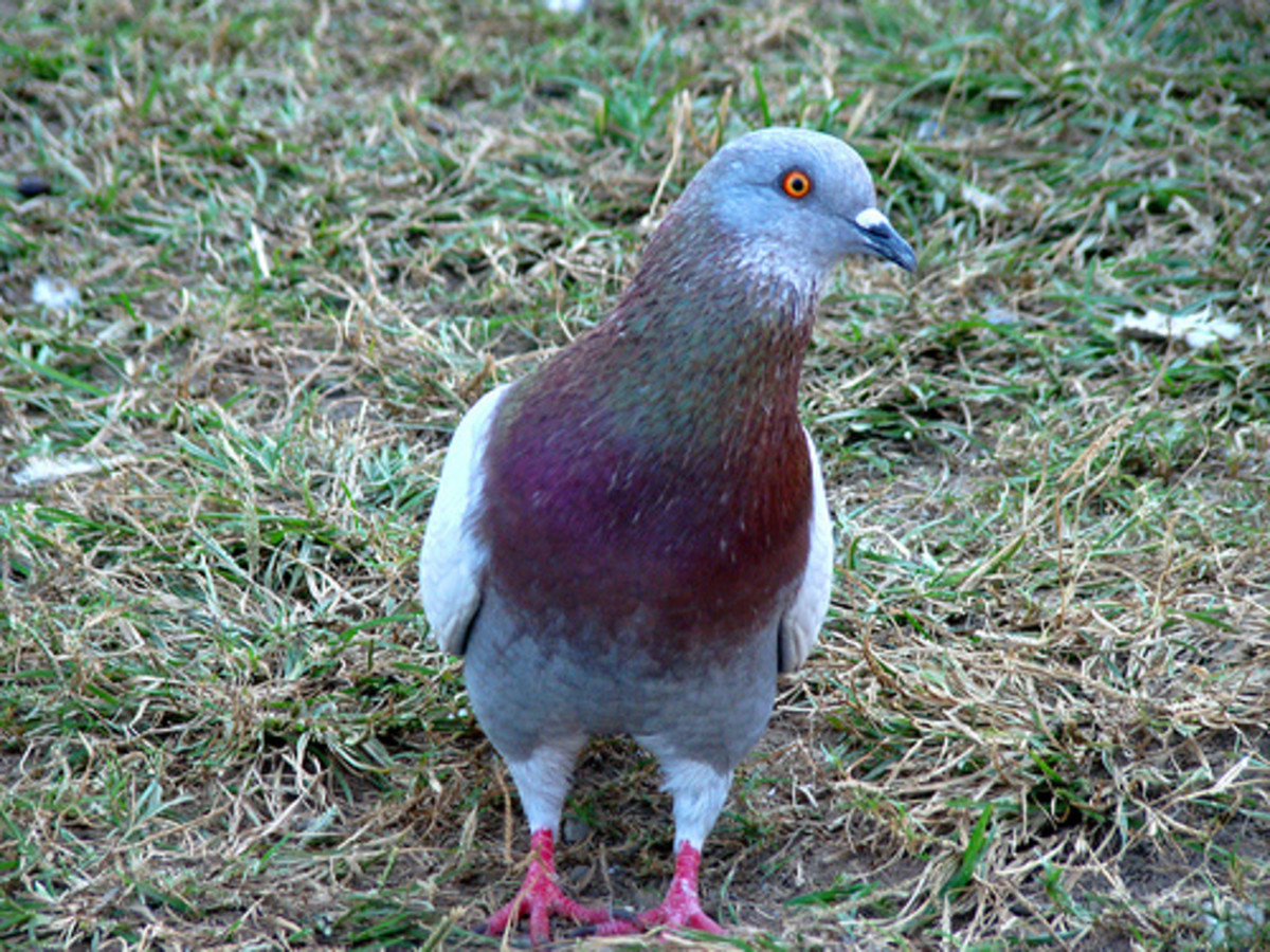 Bird hunted for meat 3 : Rock pigeon