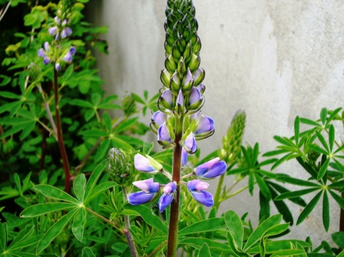 Lupine Flower at the Seattle Sculpture Park