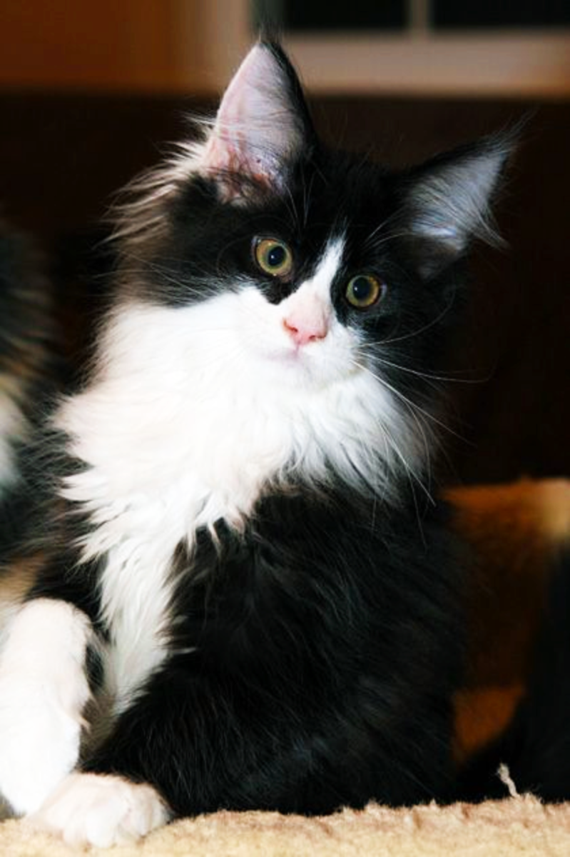 Tuxedo Maine Coon Kitten
