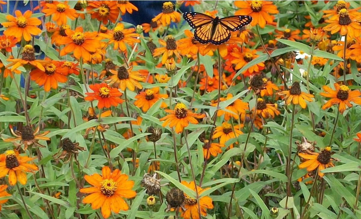 Second Annual Butterfly Festival in Cole, Oklahoma