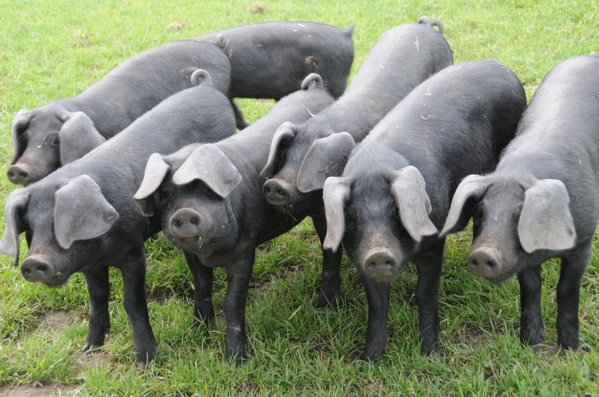 A row of curious black pigs 