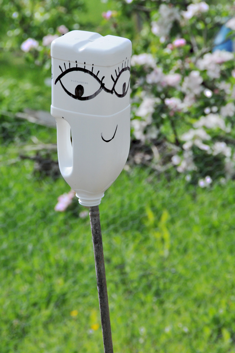 Face drawn on a plastic milk bottle to scare the birds