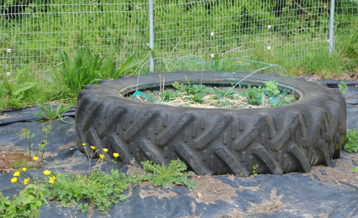 Tractor tyre - these make great compost bins or planters.