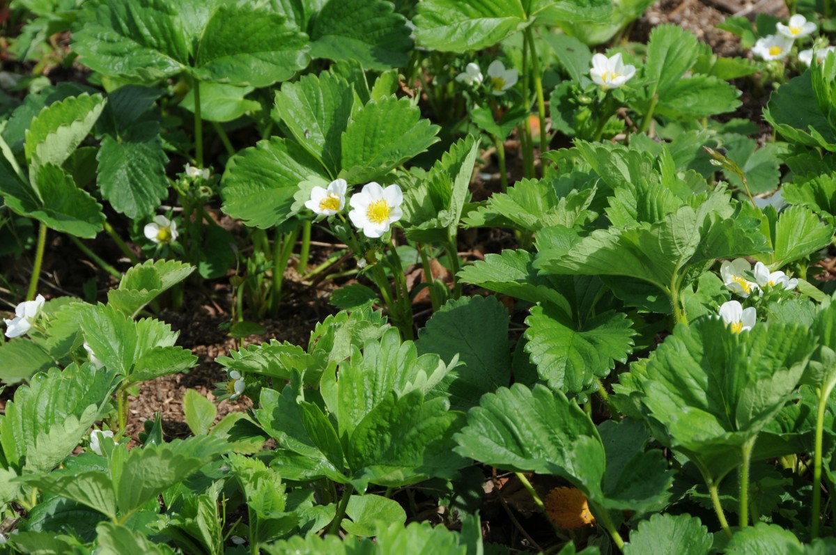 Strawberry Plants - a must have plant on the Allotment