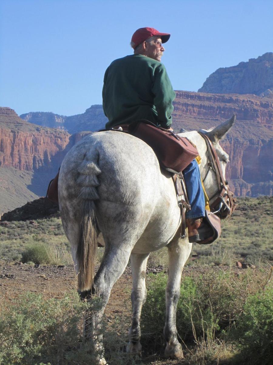A man on a mule in Grand Canyon