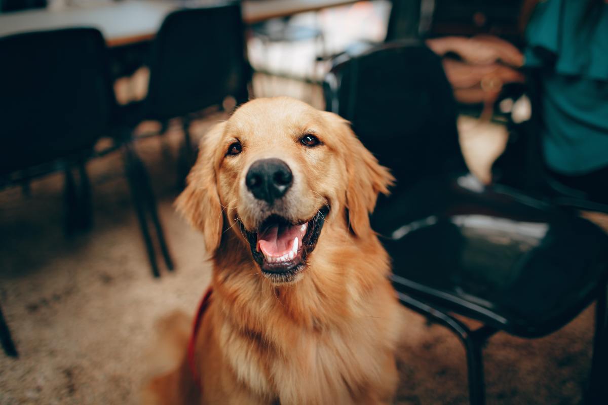 A golden retriever will shed more than the average dog. 