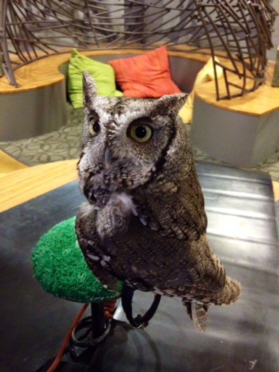 Owls and Orchids - An Annual Event at Sophia M. Sachs Butterfly House