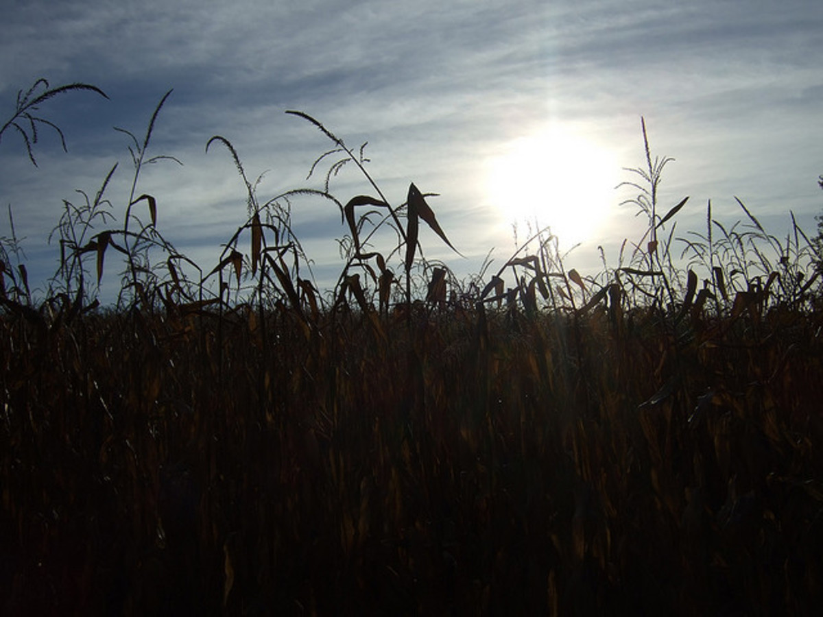 Dark Corn Field