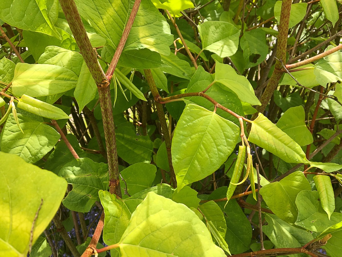 The straight or slightly angled base of typical Japanese knotweed leaves can be seen in this photo.