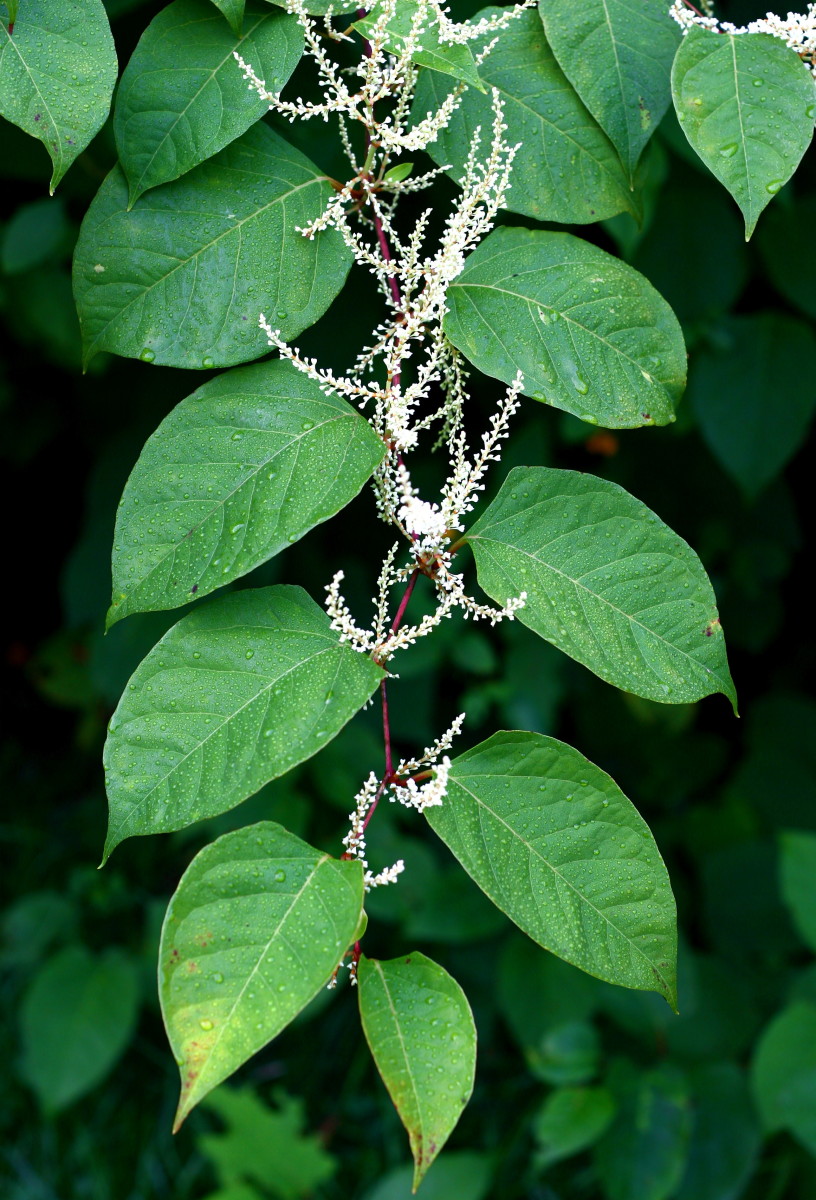 Flowers and leaves of Japanese knotweed