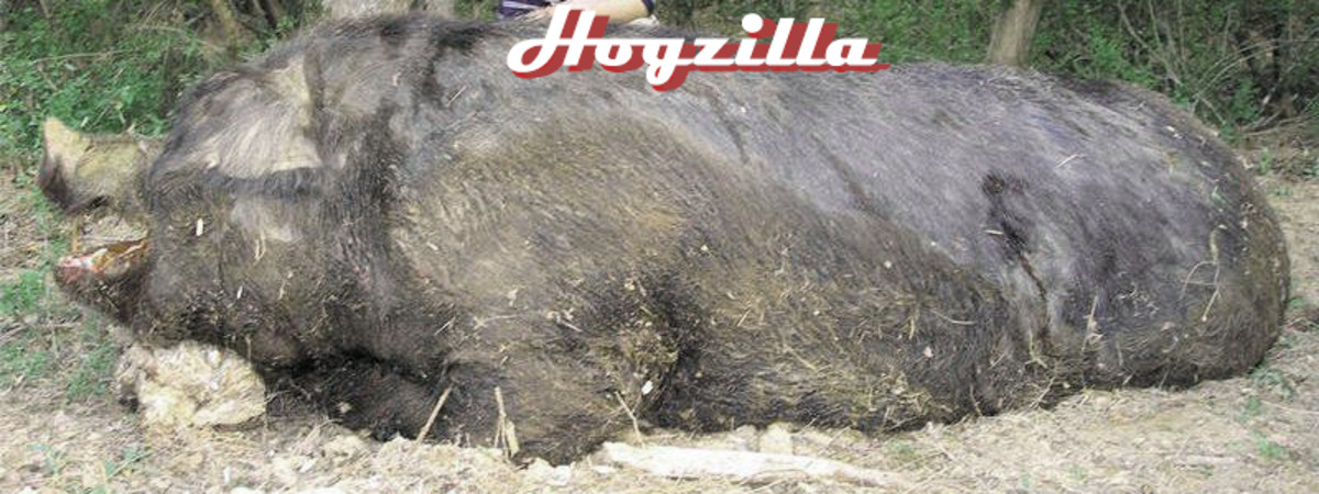Hogzilla was an unbelievably big pig.