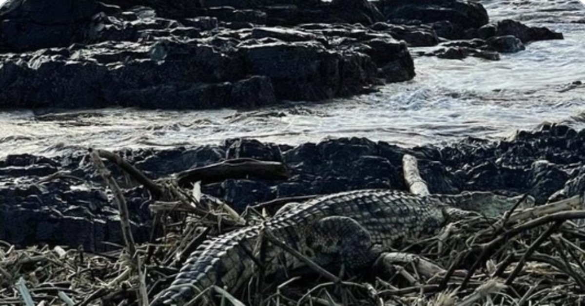 Crocodile Discharge from Crocodile Creek Farm In Tongaat