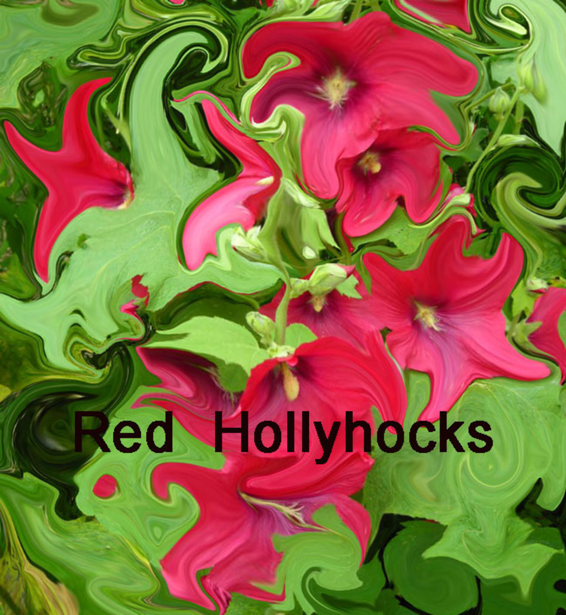 Photos of Red Hollyhocks and Simple Adobe Photoshop Tips