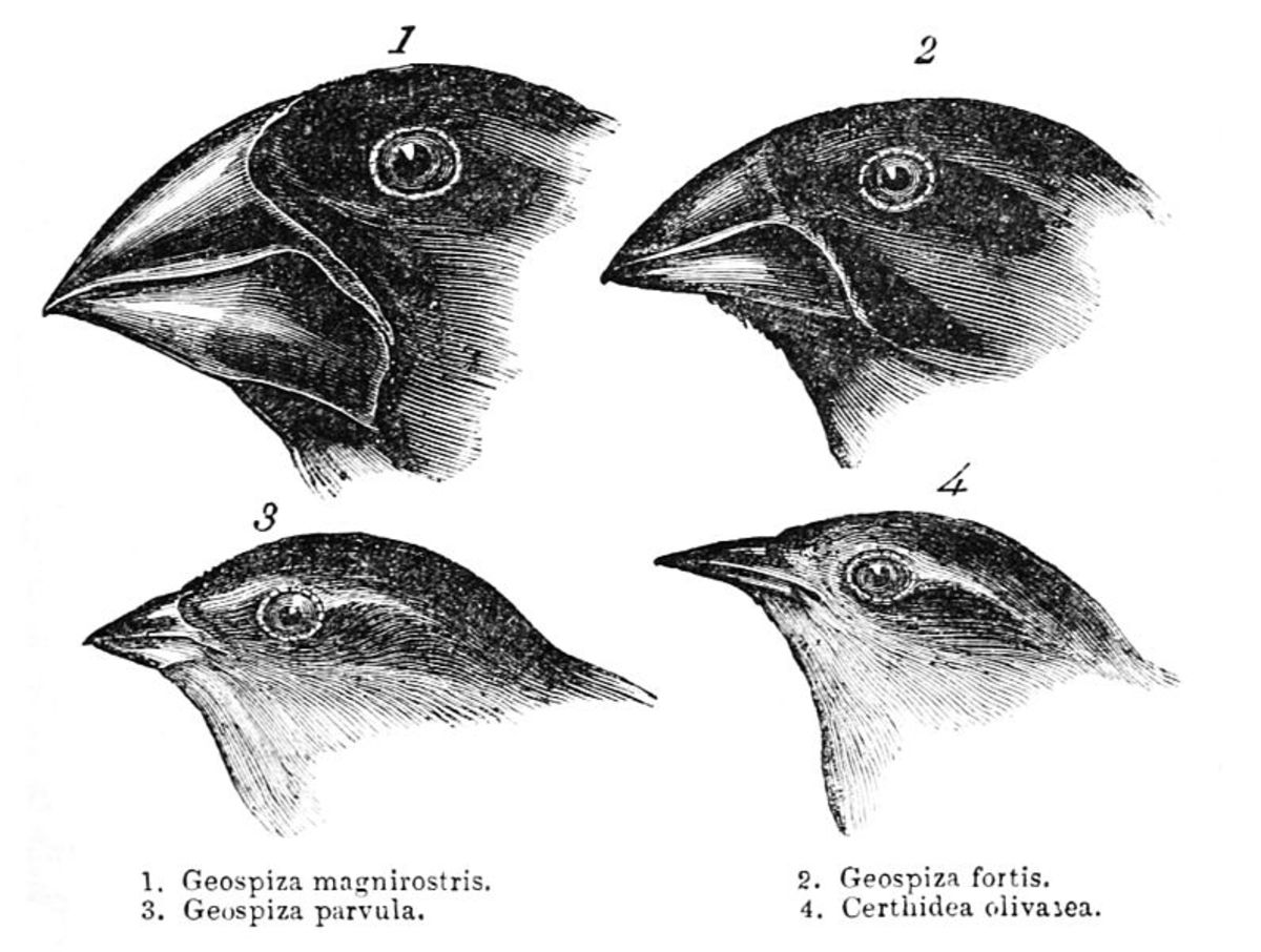 Darwin's illustrations of some of the species of finch he discovered in the Galapagos Islands. The realisation that the separate species were all derived from common ancestors influenced Darwin's theory of natural selection.